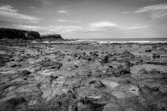 Curio Bay et sa forêt fossilisée